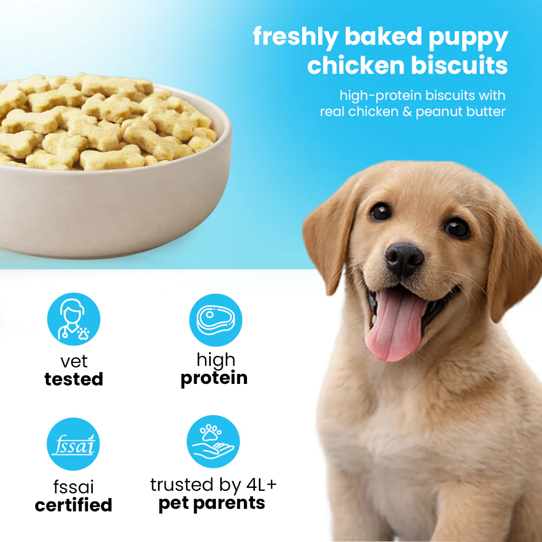 Nootie Chicken Biscuits with Peanut Butter Flavour for Puppies (900g) | High-Protein, Crunchy Growth Snack - Image 3